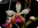 Vanda lamellata var boxallii